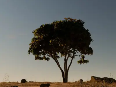 Tree in desert 3D model