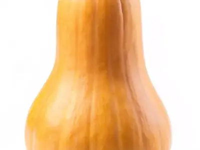 Ultra-Realistic Butternut Squash 3D Model Smooth Orange Gourd Low-poly 3D model