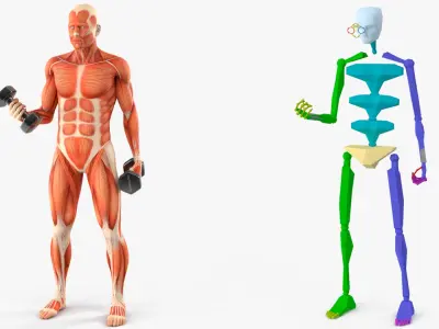  Anatomy Male Muscular System Biceps Curls Animated Rigged 