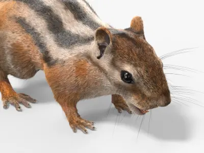  Forest Rodent Chipmunk Fur 