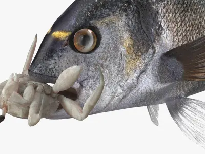  Dorado Fish With Crab In Mouth 