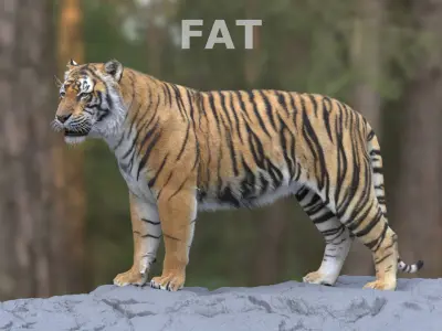  Tiger ANIMATED 
