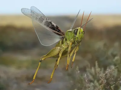  Grasshopper Rigged for Maya 