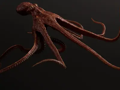  Octopus Multicolor Rigged Animated 