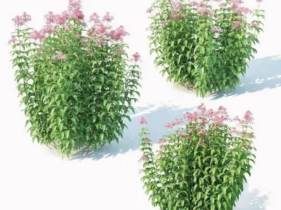 Eupatorium purpureum Nr2 - Three sizes H160-240cm 3D model