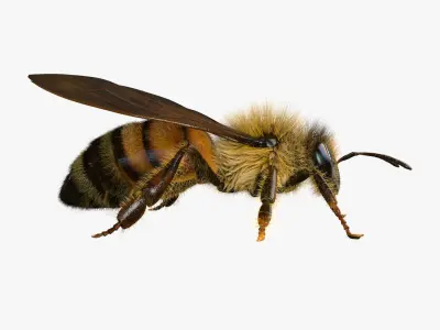  BeeRiggedAnimated 3D 