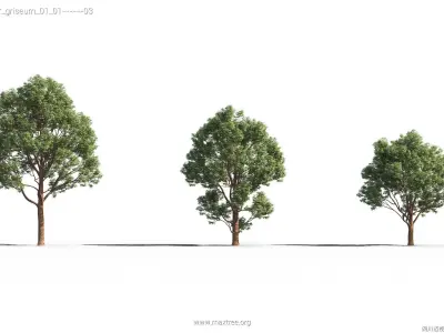 Maxtree Plant Models Vol 26 - Mesh 3D model