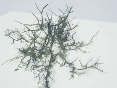 Tree Die Old Free low-poly 3D model