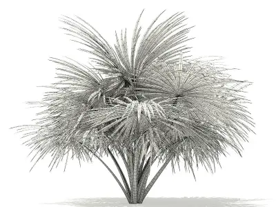 Silver Fan Palm Tree 3D Model 2m 3D model