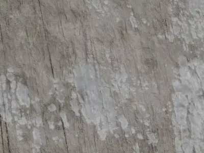  Minimal White Painted Wood with Natural Knots PBR Seamless Texture