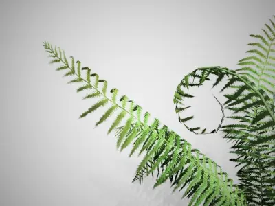 Cinnamon Fern bush Low-poly 3D model
