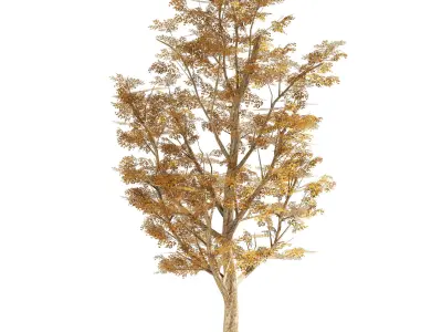 4 Summer and Fall Street london plane trees Low-poly 3D model