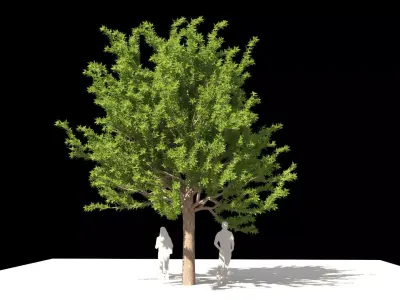 Quercus glauca arakashi free model Free 3D model