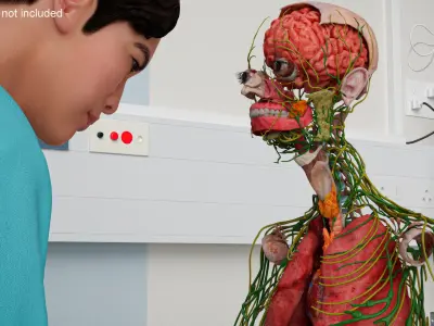  Digestive and Lymphatic System Male Anatomy Rigged 