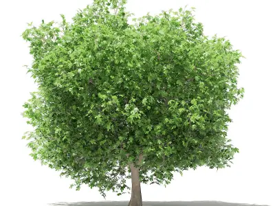 Common Fig Tree 3D model