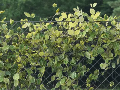 Ivy on Fence 02 3D model
