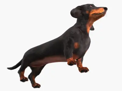 Smooth-Haired Dachshund Dog Black Fur 