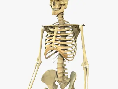 Full Body Skeleton Rigged 3D model