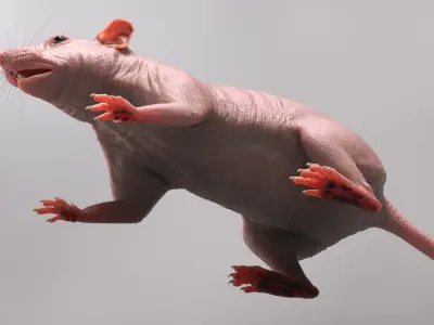  Rat Hairless 