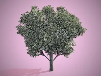 Apple Flowers Tree Low-poly 3D model