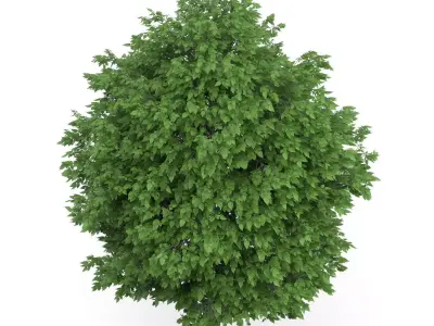 Cigar Tree Catalpa bignonioides 3D model