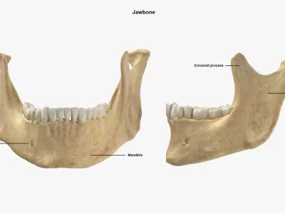  Real Human Male Skeleton Bones Anatomy 01 