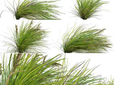 Lomandra Longifolia Nyalla - Mat Rush 02 3D model