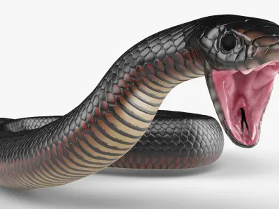  Desert Black King Snake Attacks Animated Rigged For Blender 