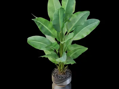 Plants collection 875 3D model