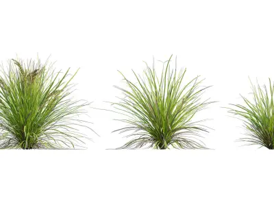 Lomandra Longifolia Nyalla - Mat Rush 3D model