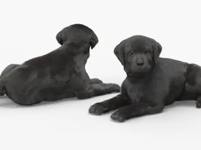  Labrador Retriever Puppy Black Lying Down Fur for Cinema 4D 