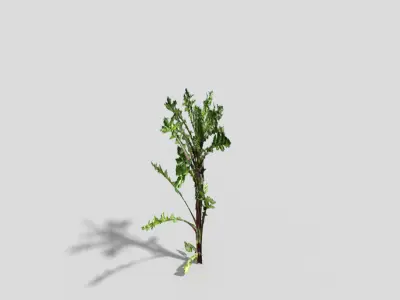 Low poly Plant thorny Low-poly 3D model