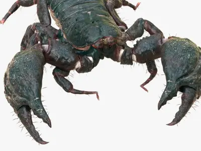  Scorpion (Rigged) 