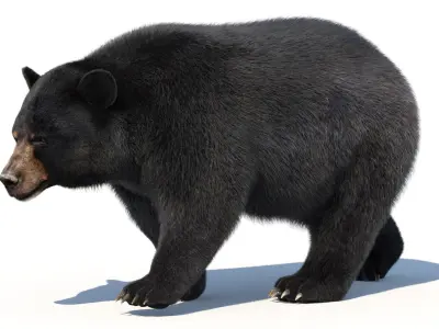  Black Bear Animated Fur 3D 
