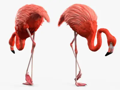  Flamingo Pink Bird in Feeding Pose 