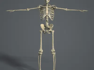  MAYA RIGGED Female Body, Muscular &amp; Skeletal Systems Anatomy 3D Model 