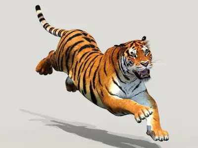  Tiger Model Animated 