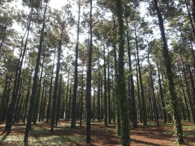  Pine Forest 