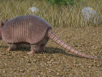  Armadillo Pink Fur for Cinema 4D 