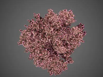 Peach Tree Flowers LODs Low-poly 3D model