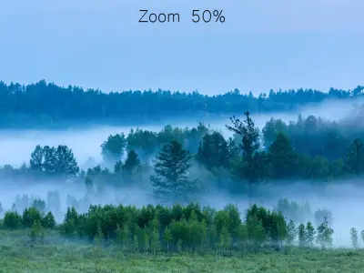 Early morning forest panorama 3D model