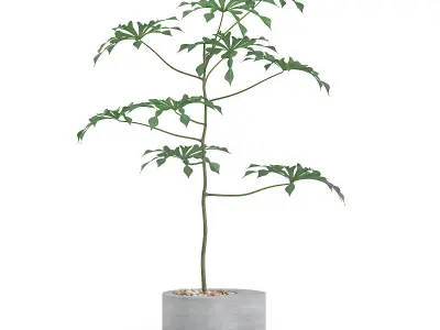 GardenPlants palm tree in pot 3D model