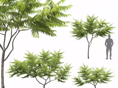 Rhus Typhina 02 3D model