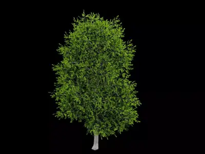 Realistic Tree Low-poly 3D model