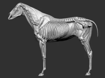  Horse Textured VFX MUSCLE SIMULATION 