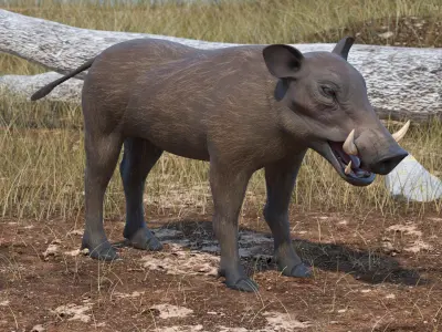  African Mammals Collection 