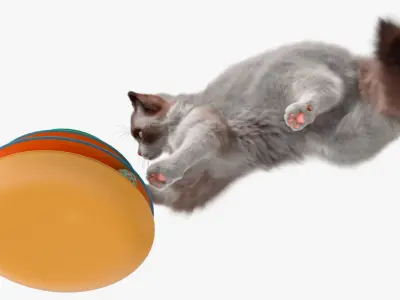  Ragdoll Cat Playing with Tower Track Toy Fur for Cinema 4D 