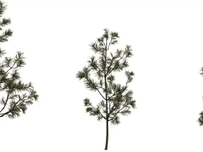 Realistic Pine Sapling Tree Pack  Low-poly 3D model