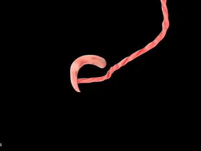 4 Weeks Human Fetus Low-poly 3D model