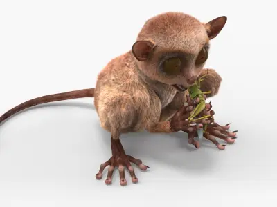  Tarsier Eating Grasshopper Fur 